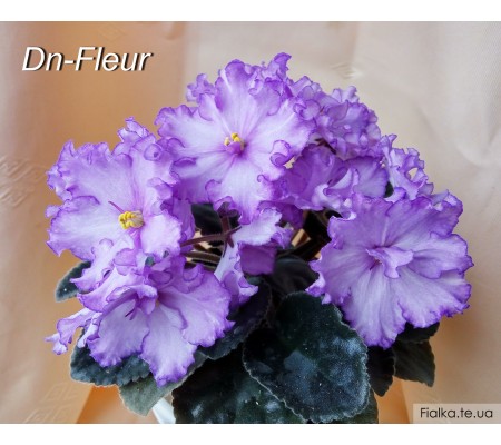 Dn-Fleur 113 фиалка